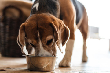 Beagle dog eating from a bowl