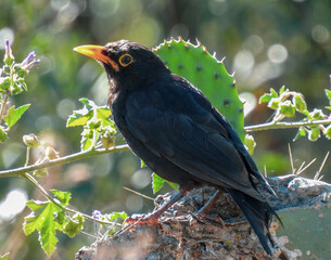 Fototapeta premium The common blackbird