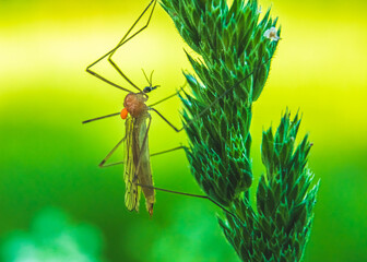 Komar siedzący na zielonej roślinie - obrazy, fototapety, plakaty