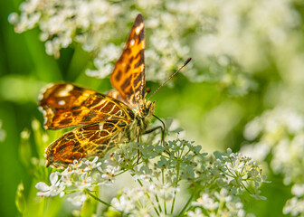 Motyl na kwiatach w ciepły letni poranek