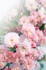 Naklejka na ściany i meble Sakura blossom　