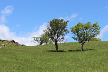 初夏の草原の風景
