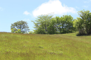 Fototapeta na wymiar 初夏の草原の風景