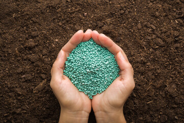 Young adult woman palms holding green complex fertiliser granules on dark soil background. Product for root feeding of vegetables, flowers and plants. Closeup. Point of view shot. Top down view. - obrazy, fototapety, plakaty