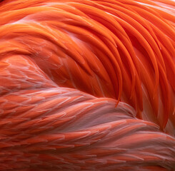 Vibrant pink flamingo feathers close up