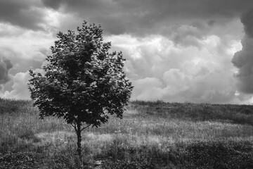 Single tree and field with dramatic cluds in black and white