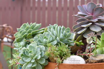 pot of various succulents