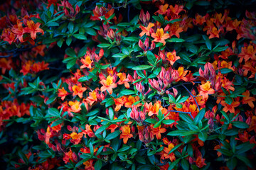 Orange Azalea Flowers in the springtime