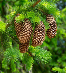 pine cones in the spring_1