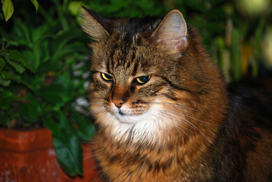 Portrait einer h&uuml;bschen Hauskatze mit halblangem Haar.