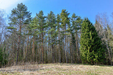 spruce and pine trees on forest meadow in early spring