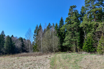 Fototapeta na wymiar spruce and pine trees on forest meadow in early spring