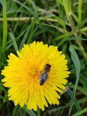 Yellow dandelion. A bee on a dandelion. Close-up. A bee collects pollen on a yellow flower. Macro photo. Green leaves. Green grass. Spring landscape. Dandelion in summer.
