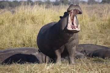 Two Hippopotamus (Hippopotamus amphibius) with mouth wide open.