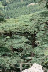 Scenic View from Chelia National Park. Atlas Cedar Forest (Cedrus Atlantica) in Mount Chelia in the Aures mountains in Algeria