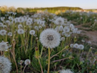 White fluffy dandelion in the field