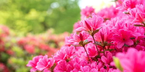Plexiglas foto achterwand Close up van roze azalea bloemen met kopie ruimte © wooooooojpn
