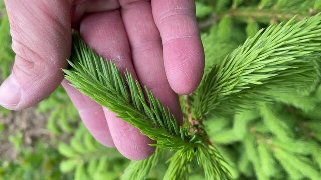 Honigtau an den jungen Fichtentrieben der von den Bienen im Fr&uuml;hsommer gesammelt und zu Waldhonig fermentiert wird. Bauml&auml;use.