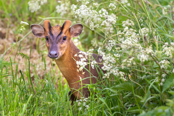 Muntjac deer looking through cow parsley hedge - 437049144