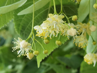 tilia flowers and leaves on a tree in summer season herbs medical tree