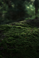 moss on a tree ©  taras 