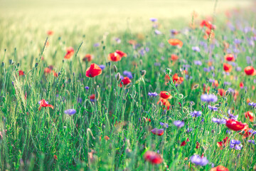 Fototapeta na wymiar Poppy flowers and cornflowers in wheat field on sunset. Soft focus. Summer nature background