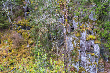 Fototapeta na wymiar Old growth forest with a ravine