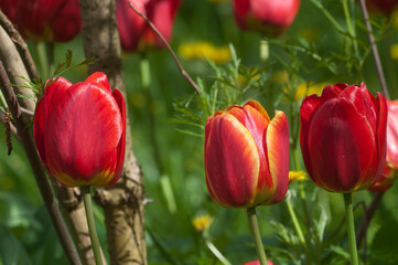 Red tulip, close up shot