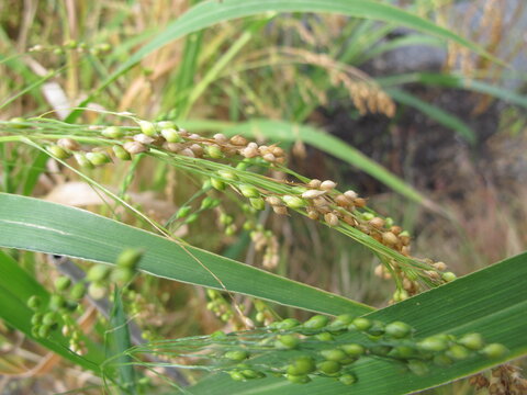 Proso millet with panicles, Panicum miliaceum