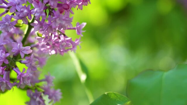 Closeup view 4K stock video footage of beautiful fresh purple or violet blooming spring lilac flowers growing outdoor in sunny spring park, garden or backyard. Natural abstract organic background