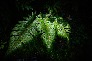 自然の緑を使った背景に合う葉