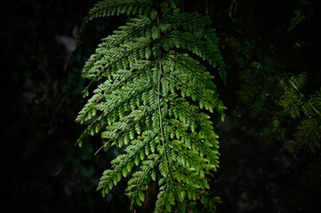 自然の緑を使った背景に合う葉