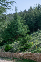 Scenic View from Chelia National Park. Atlas Cedar Forest (Cedrus Atlantica) in Mount Chelia in the Aures mountains in Algeria