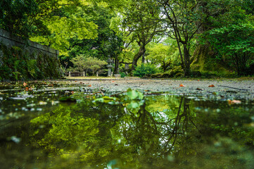 水溜りに写る自然の世界