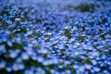 あたり一面に咲くネモフィラ