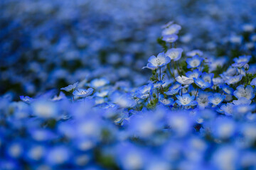 あたり一面に咲くネモフィラ