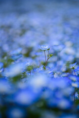 あたり一面に咲くネモフィラ