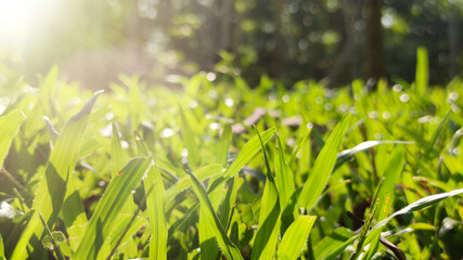 Soft focus Green grass with sunlight from a field nature background. Easter day backdrop.
