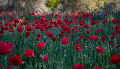 Fototapeta premium Papaveri Italy