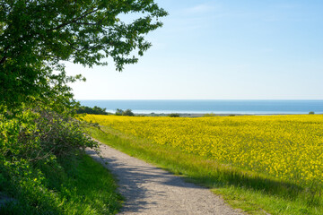 blooming rapeseed fields in Mecklenburg Western Pomerania on a bright summer day at the coastline of the baltic sea
