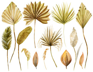 Set of watercolor golden and brown dried fan palm leaves, pampas grass and exotic plants, isolated illustration on white background