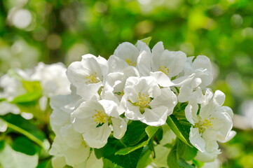White flowers of an apple tree.
A group of flowers on a blurred green background.