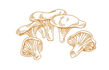 Outlined chanterelles or Cantharellus mushrooms, drawn in vintage style. Engraving drawing of edible wild fungi. Fungus sketch. Contoured vector illustration isolated on white background