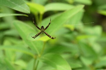 コガタコガネグモ