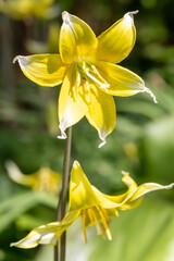 Fototapeta na wymiar Close up of a late tulip (tulipa urumiensis) flower in bloom
