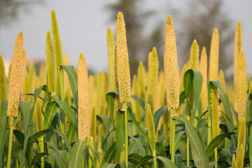 Cultivation pearls millet fields,millet fields,the crop is know as Bajri Agriculture,agriculture...