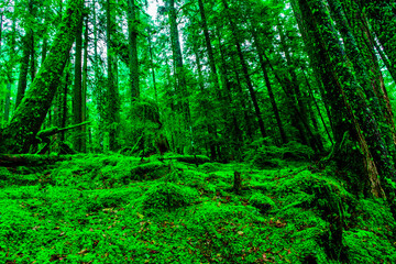 Obraz premium Hoh rain forest nature Mount Rainier National Park in Washington state,USA