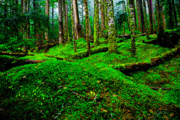 Hoh rain forest nature Mount Rainier National Park in Washington state,USA