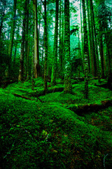 Hoh rain forest nature Mount Rainier National Park in Washington state,USA