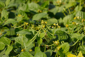 Green bean plant in southeast Asian,Harvest of green fresh beans in a garden,mung Bean Pod Close up